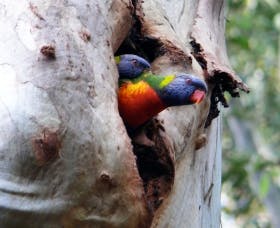 Cumberland State Forest - Accommodation Resorts 0