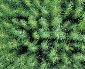 Cumberland State Forest - Accommodation Resorts 1