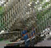 Curtain Fig Tree Yungaburra - Accommodation Resorts