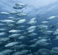 Egg Rock Dive Site - Accommodation Resorts