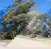 Giant Gum Tree - Accommodation Resorts