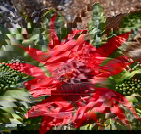 Inverawe Native Gardens - Accommodation Resorts