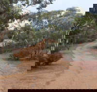 Karlkurla Bushland Park - Accommodation Resorts