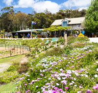 Kate's Berry Farm - Accommodation Resorts