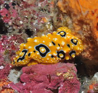 Magic Mountain Dive Site - Accommodation Resorts