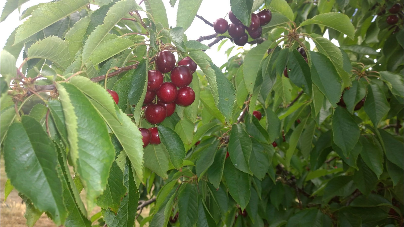 Kingsvale NSW Accommodation Resorts