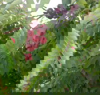 Martin's Orchard - Accommodation Resorts