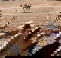 Monarto Safari Park - Accommodation Resorts