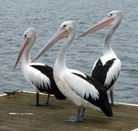 Pelican Feeding - Accommodation Resorts