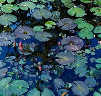 Pine Creek Water Gardens - Accommodation Resorts