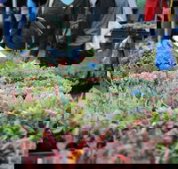 Portsea Market - Accommodation Resorts