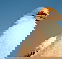 Port Phillip Heads Marine National Park - Accommodation Resorts