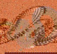 Red Desert Reptiles - Accommodation Resorts