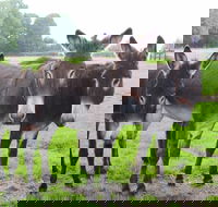 The Good Samaritan Donkey Sanctuary - Accommodation Resorts