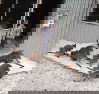 The Patriarch Wildlife Sanctuary - Accommodation Resorts