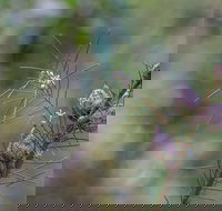 Wallumatta Loop Trail - Accommodation Resorts