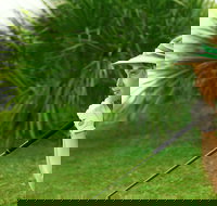 Whitsunday Green Club Golf - Accommodation Resorts