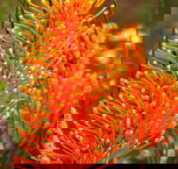 Wongan Hills Wildflowers - Accommodation Resorts