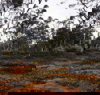 Woylie Walk Dryandra Woodland - Accommodation Resorts