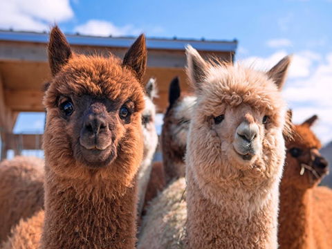 Animal Farm Visit - Accommodation Resorts 0