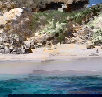 Australian Sea Lions - Accommodation Resorts