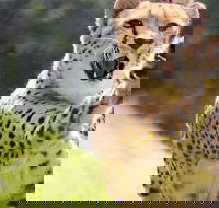 Billabong Zoo Koala and Wildlife Park - Accommodation Resorts