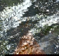 Bird Tree and Benaroon - Accommodation Resorts