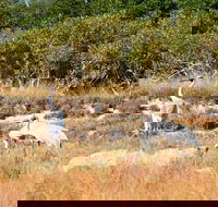 Cape Keraudren Nature Reserve - Accommodation Resorts