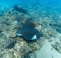 Child Island Dive Site - Accommodation Resorts