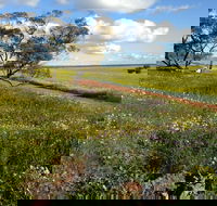 Coorow Wildflower Drive - Accommodation Resorts
