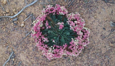 Coorow Wildflower Drive - Accommodation Resorts 1