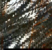 Hazelbrook - Accommodation Resorts