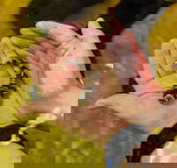 Irukandji Shark and Ray Encounters - Accommodation Resorts