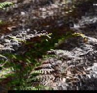 Langwarrin Flora and Fauna Reserve Walking Trails - Accommodation Resorts