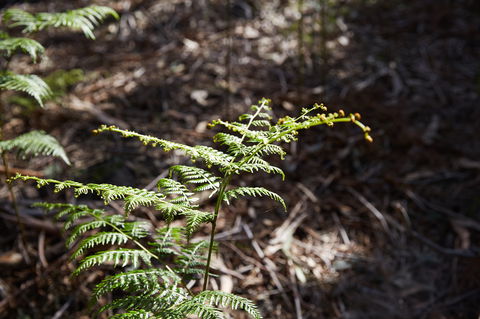 Langwarrin Flora And Fauna Reserve Walking Trails - Accommodation Resorts 0