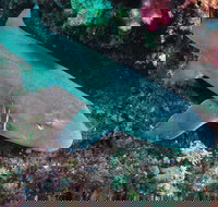 Middle Reef Dive Site - Accommodation Resorts