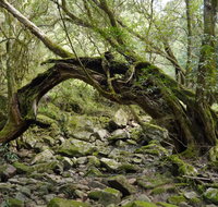 Mitchell River Walking Track - Accommodation Resorts