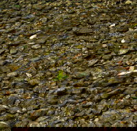 Potoroo Falls picnic area - Accommodation Resorts