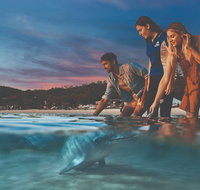 Tangalooma Wild Dolphin Feeding - Accommodation Resorts