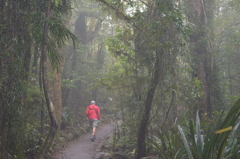 Best Of All Lookout Track, Springbrook National Park - Accommodation Resorts 1