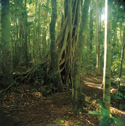 Binna Burra, Lamington National Park - Accommodation Resorts 1