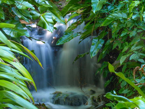 Brisbane Botanic Gardens Mount Coot-tha - Accommodation Resorts 1