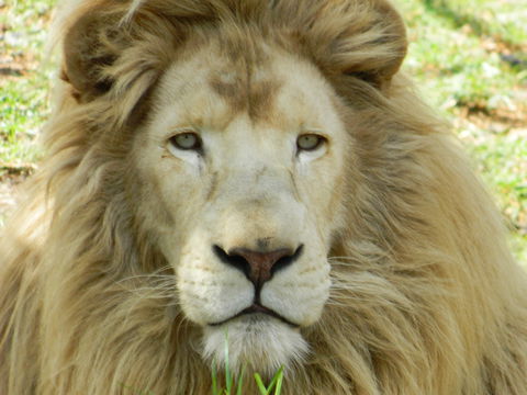 Darling Downs Zoo - Accommodation Resorts 0