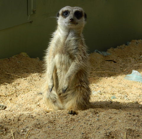 Darling Downs Zoo - Accommodation Resorts 1
