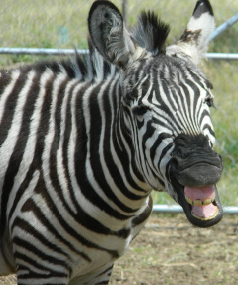 Darling Downs Zoo - Accommodation Resorts 2