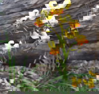 Dawn Atwell Nature Reserve - Accommodation Resorts