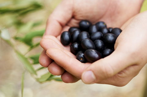 Eat, Pick, Grow Trail - Wanneroo And Chittering - Accommodation Resorts 0