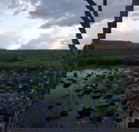 Fogg Dam Conservation Reserve - Accommodation Resorts