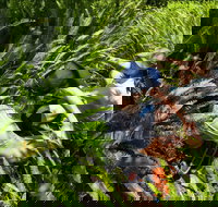 Georges Head - Accommodation Resorts