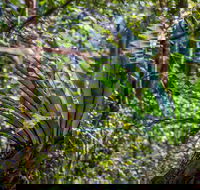 Great North walk - Palm Grove Nature Reserve - Accommodation Resorts